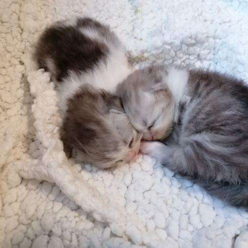 Chaton persan chinchilla #3