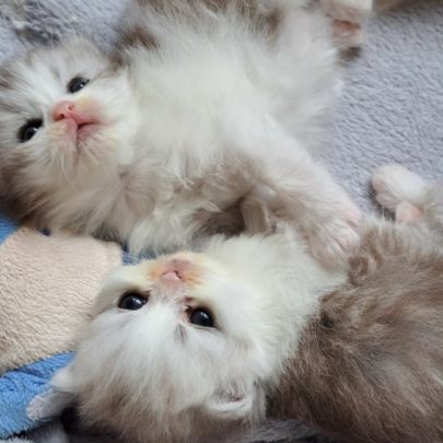 Chaton persan chinchilla #0