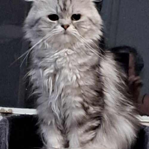 Chaton persan chinchilla #6