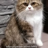 Chaton persan chinchilla #1