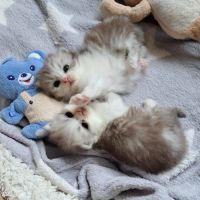 Chaton persan chinchilla #5