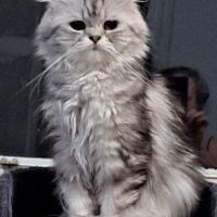 Chaton persan chinchilla #6