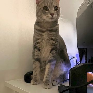 Grisou - jeune chat dynamique