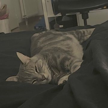 Grisou - jeune chat dynamique #2