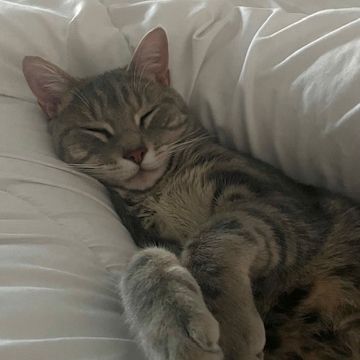 Grisou - jeune chat dynamique #3
