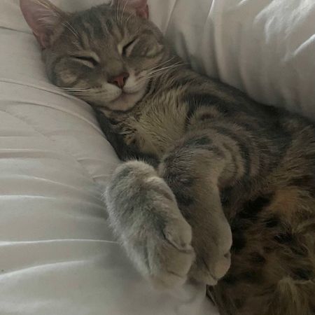 Grisou - jeune chat dynamique #7
