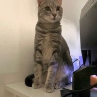 Grisou - jeune chat dynamique #0