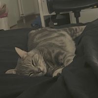 Grisou - jeune chat dynamique #2