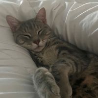 Grisou - jeune chat dynamique #3