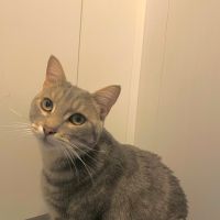 Grisou - jeune chat dynamique #4
