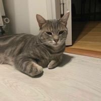 Grisou - jeune chat dynamique #6