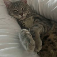 Grisou - jeune chat dynamique #7