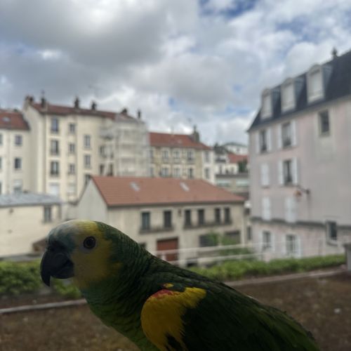 Kiwi amazone à front bleu #1