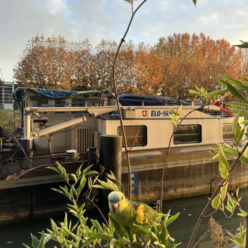 Kiwi amazone à front bleu