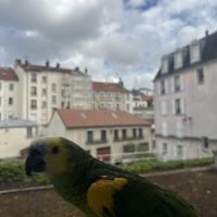 Kiwi amazone à front bleu #1