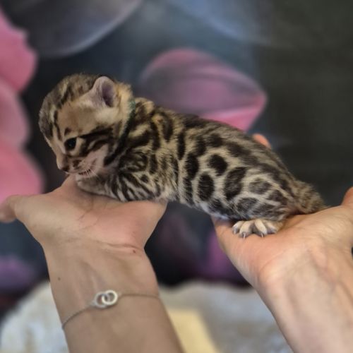 Chatons bengal loof #0