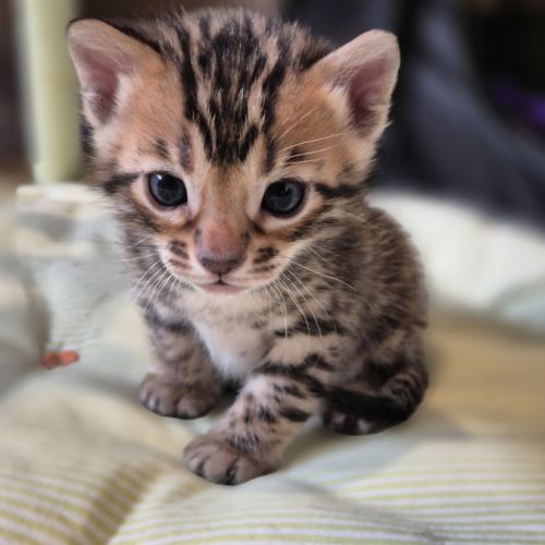 Chatons bengal loof #3