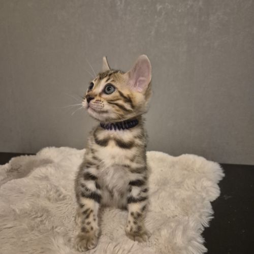Chatons bengal loof