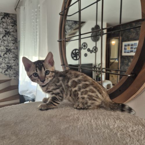 Chatons bengal loof
