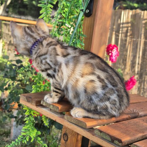 Chatons bengal loof #0