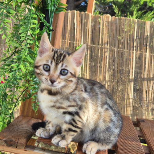 Chatons bengal loof #2
