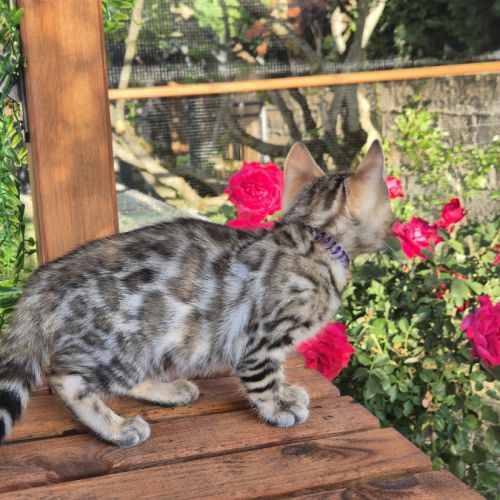 Chatons bengal loof #3