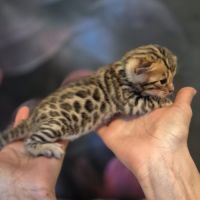 Chatons bengal loof #1