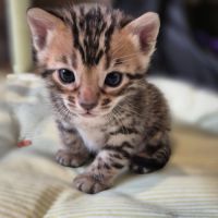 Chatons bengal loof #3