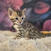 Chatons bengal loof