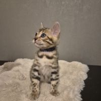 Chatons bengal loof