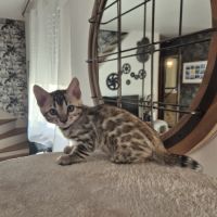 Chatons bengal loof