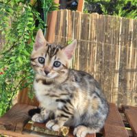 Chatons bengal loof #2