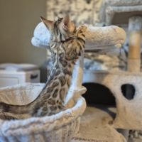 Chatons bengal loof