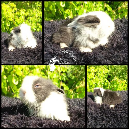 Bébés lapins teddywidder (béliers nains angora) #1