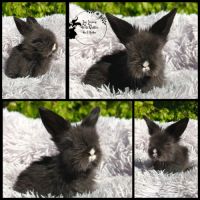 Bébés lapins teddywidder (béliers nains angora)