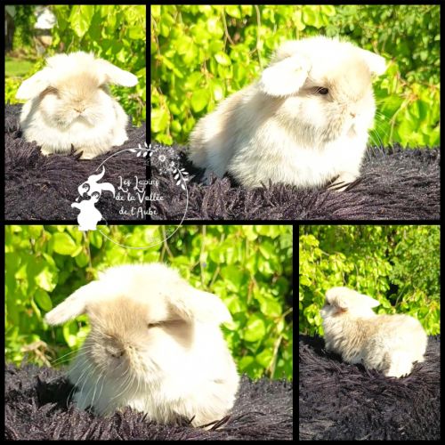 Bébé lapin minilop (bélier nain) #0