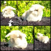 Bébé lapin minilop (bélier nain)