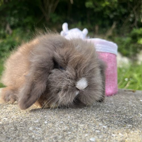 Mini lion lop #3