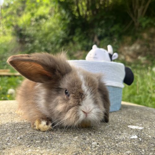 Mini lion lop #4