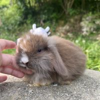 Mini lion lop #2