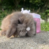 Mini lion lop #3