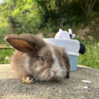 Mini lion lop #4