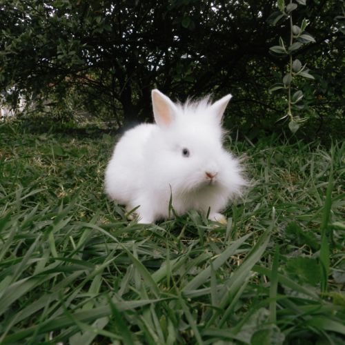 Lapin nain #1