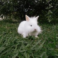 Lapin nain #1