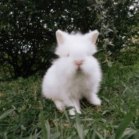 Lapin nain