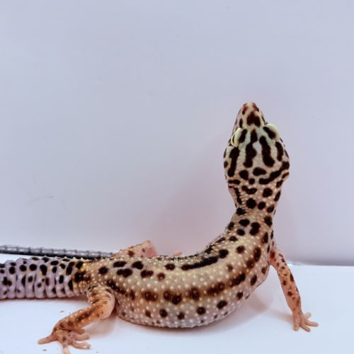Gecko léopard