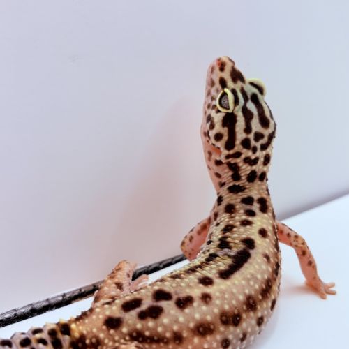 Gecko léopard #3