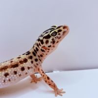 Gecko léopard #1