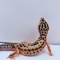 Gecko léopard