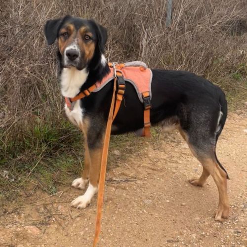 Trasto,  chien de 2 ans facile à vivre (ok chats) #1
